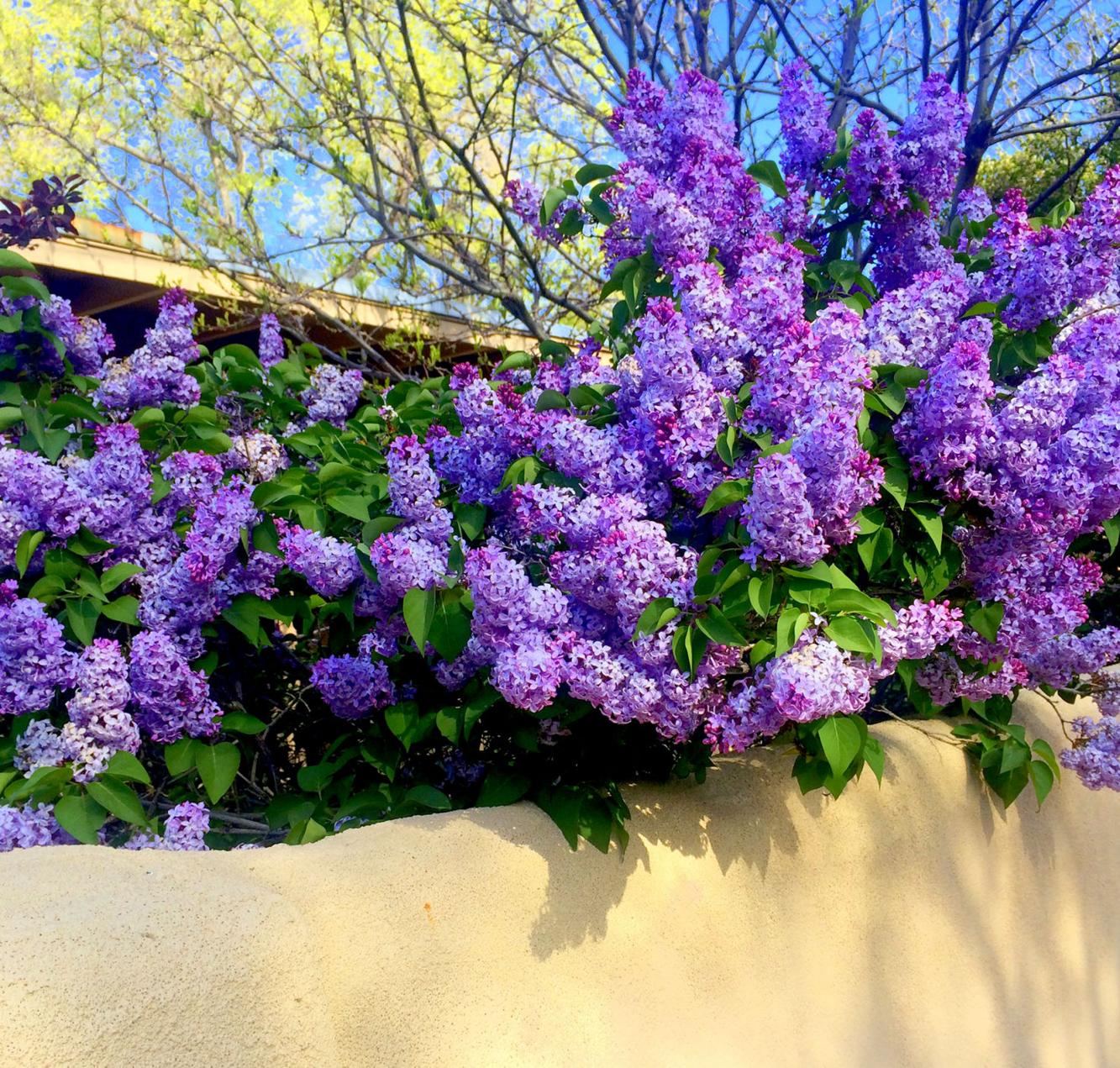 Check out Taos' lilac festival Home/Real Estate