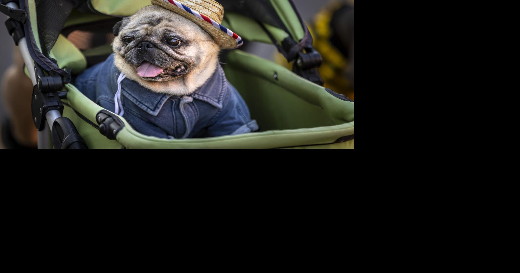 Gallery: Pet parade on the Santa Fe Plaza