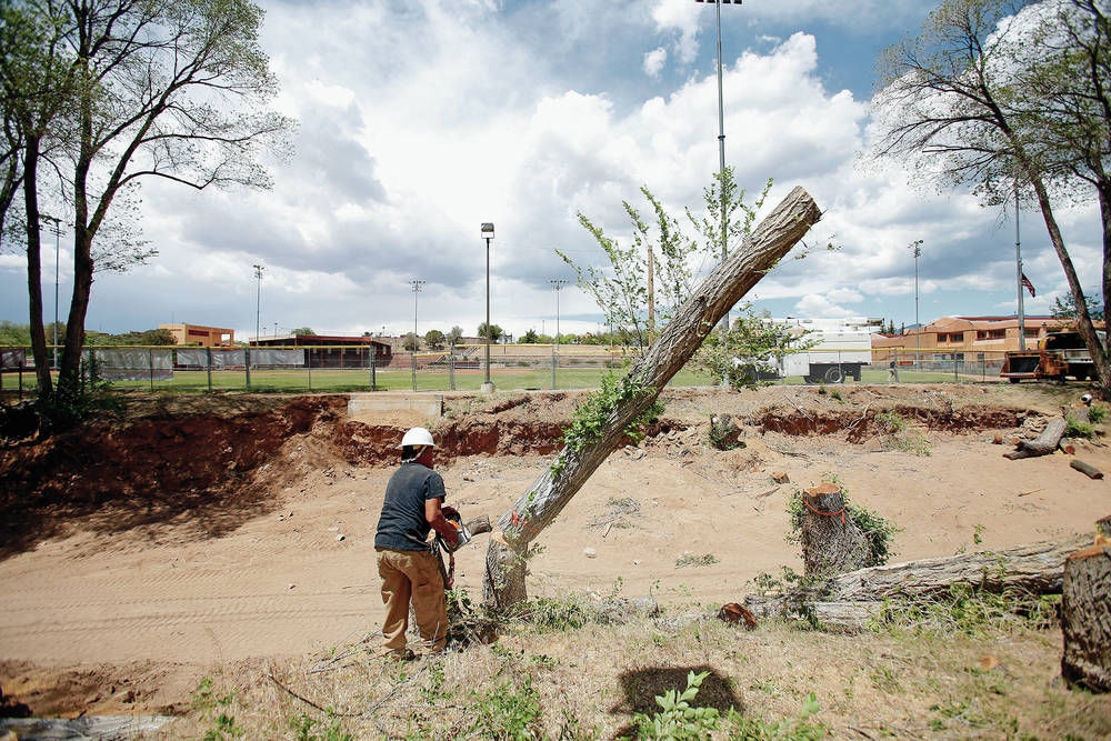 Fort Marcy trees toppled for bridge to handle Zozobra traffic
