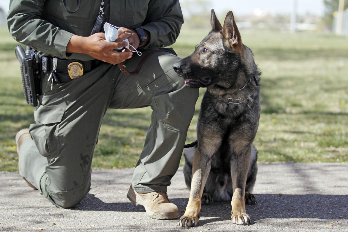 Santa Fe Police Get Two New Dogs For Relaunched K 9 Unit Local