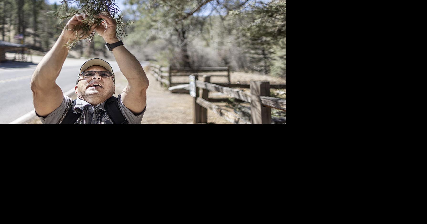Tree mortality in New Mexico tripled in 2025, driven by drought, climate change, insects