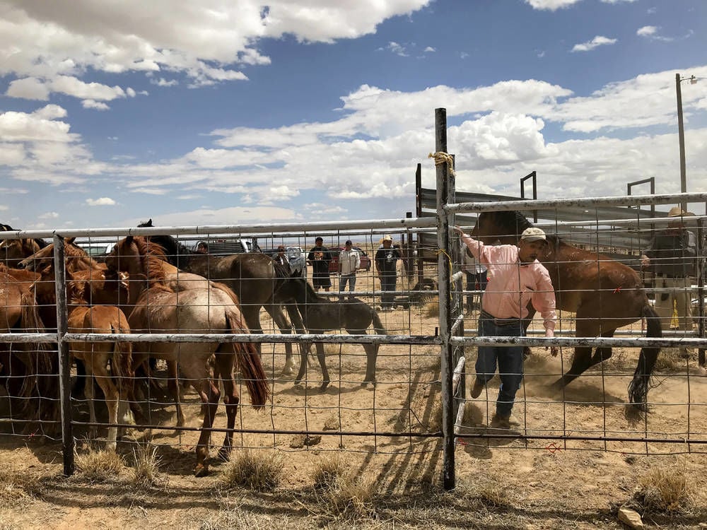 Navajo Nation seeksto corral wild horses