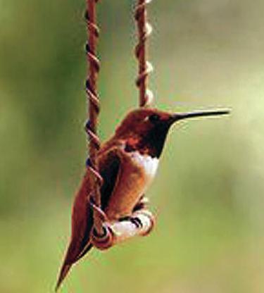feisty rufous hummingbirds return