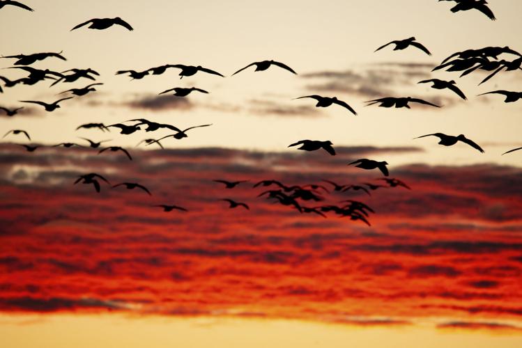 Geese at sunrise_RGB.jpg