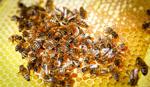 Secondary-030321_Bees001-rgb.jpg