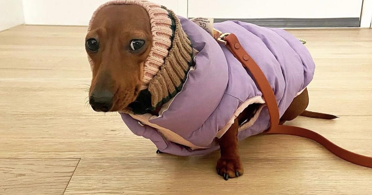 Do dogs need winter jackets in the cold? In most cases, yes | Paws | santafenewmexican.com Do dogs need winter jackets in the cold? In most cases, yes | Paws | santafenewmexican.com