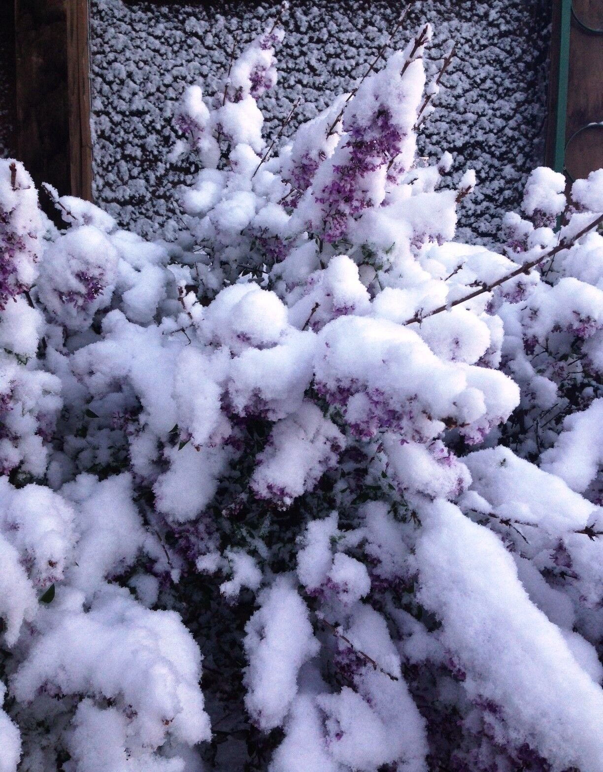 Spring lilacs are a celebration of life My View