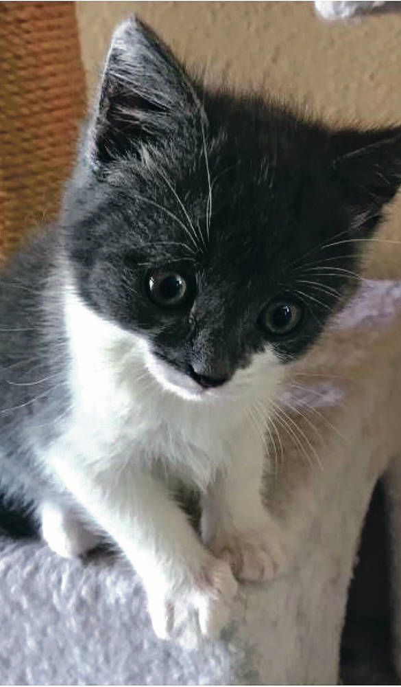 kitten playpen petco