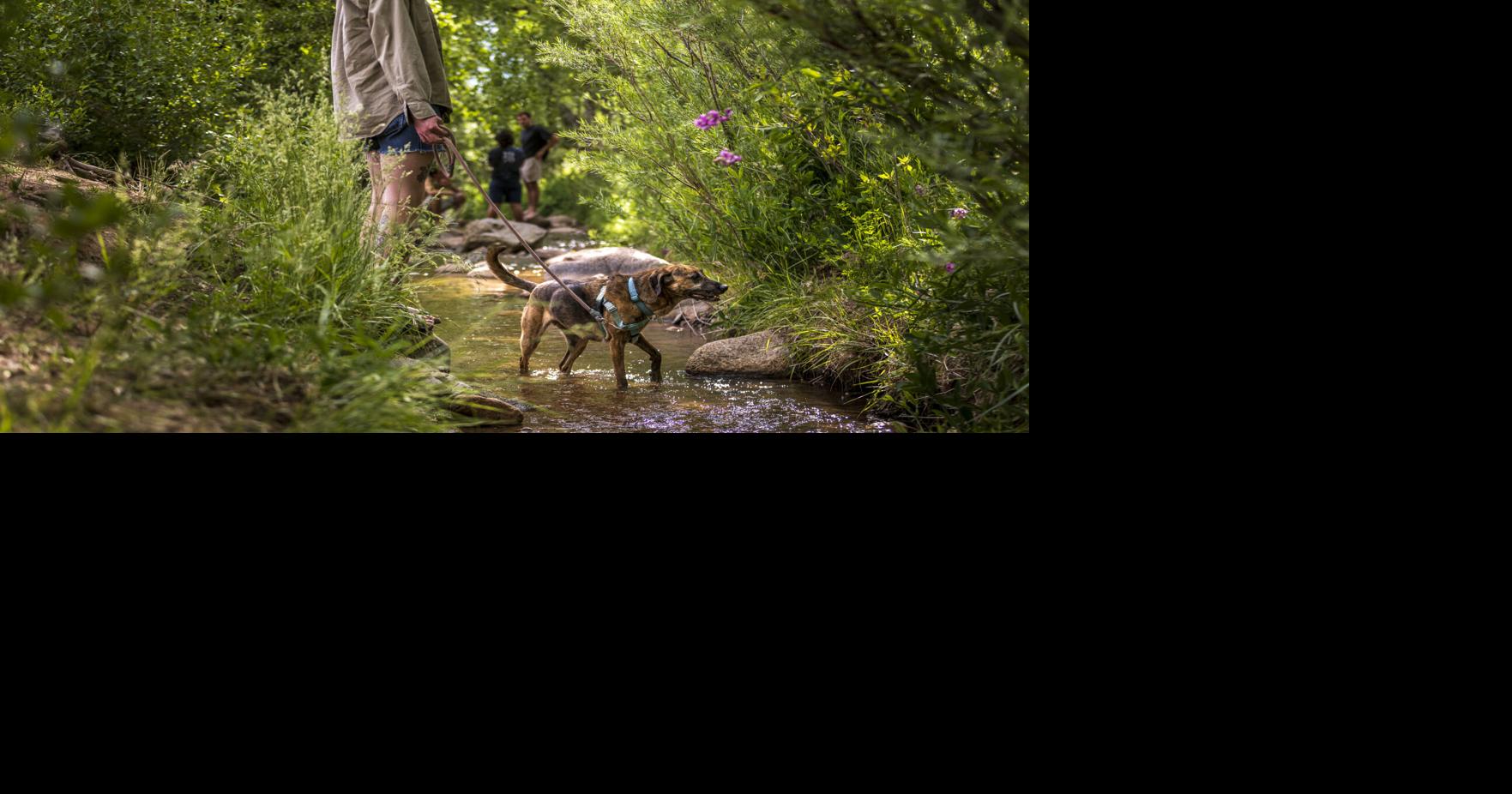 Dog Waste Identified as Primary Source of E. Coli in Santa Fe River - News Directory 3