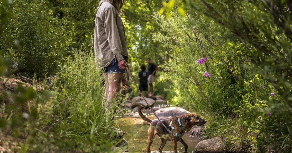 Dog Waste Identified as Primary Source of E. Coli in Santa Fe River