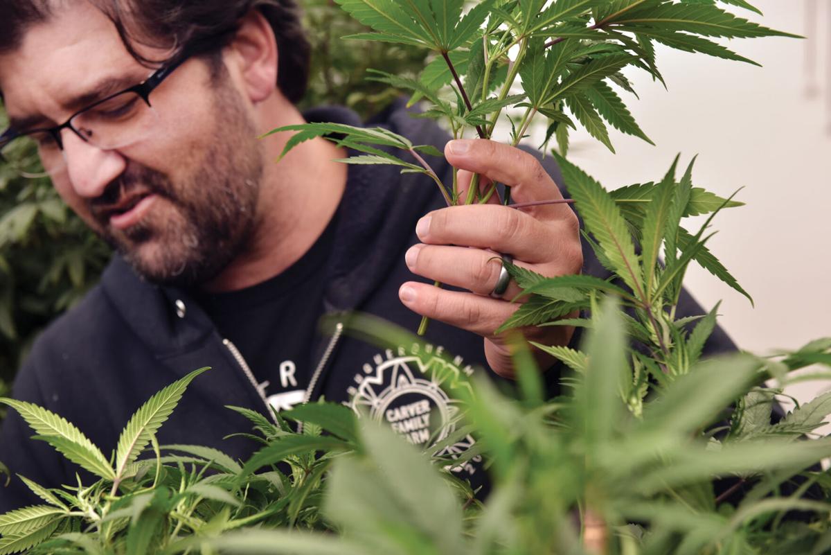 10 questions answered about how to grow cannabis at home in Arizona