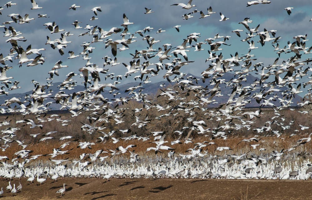 Picture this: Thousands of migratory birds | Outdoors ...