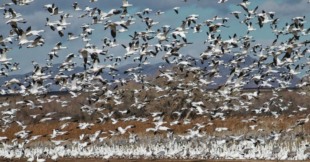 Picture this: Thousands of migratory birds | Outdoors |  