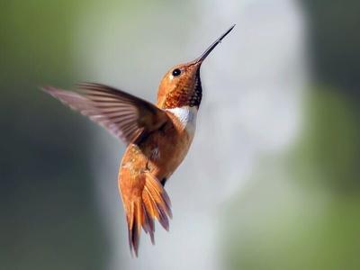 Rufous Hummingbird by Matthew Pendelton.jpg