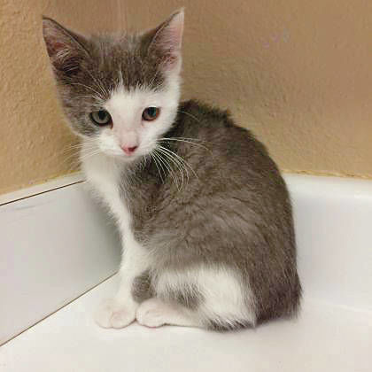 espanola animal shelter espanola animal shelter