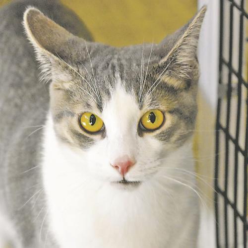 Group helps rescue cat discovered in 50-foot tree | Paws | Group helps rescue cat discovered in 50-foot tree | Paws |