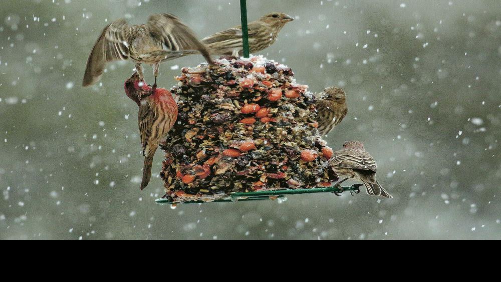 For The Birds House Finches Common In Santa Fe Backyards