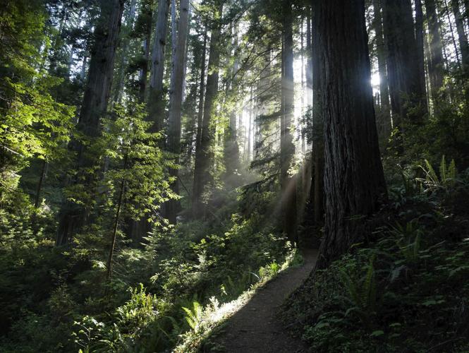 Redwood.jpg
