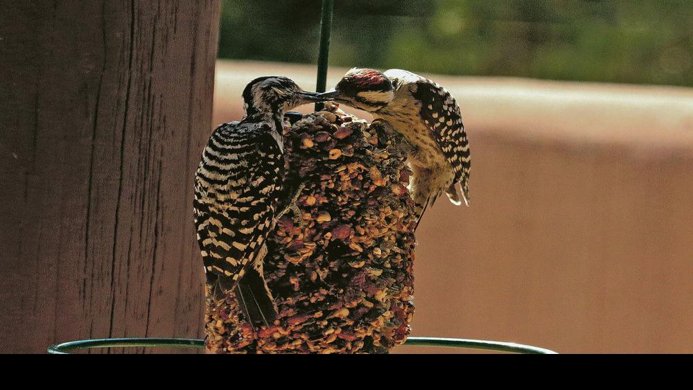 For The Birds It S Simple To Attract More Birds To Your Backyard