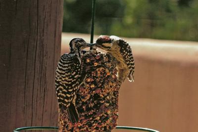 For The Birds It S Simple To Attract More Birds To Your Backyard