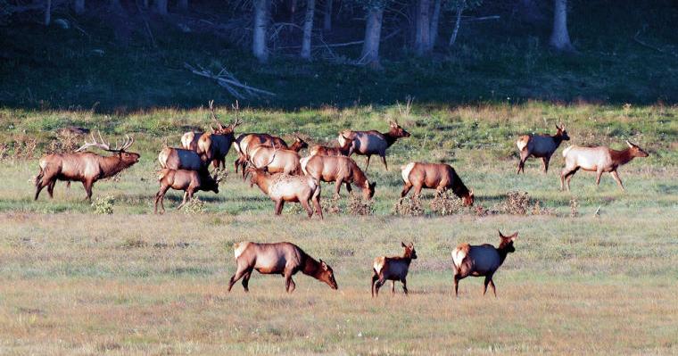 Catron County ranchers arguing mismanagement of elk by state lose in court