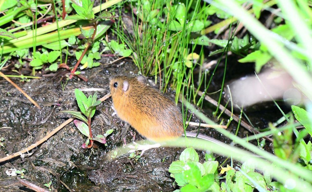 Researchers find endangered mouse throughout national forest Local