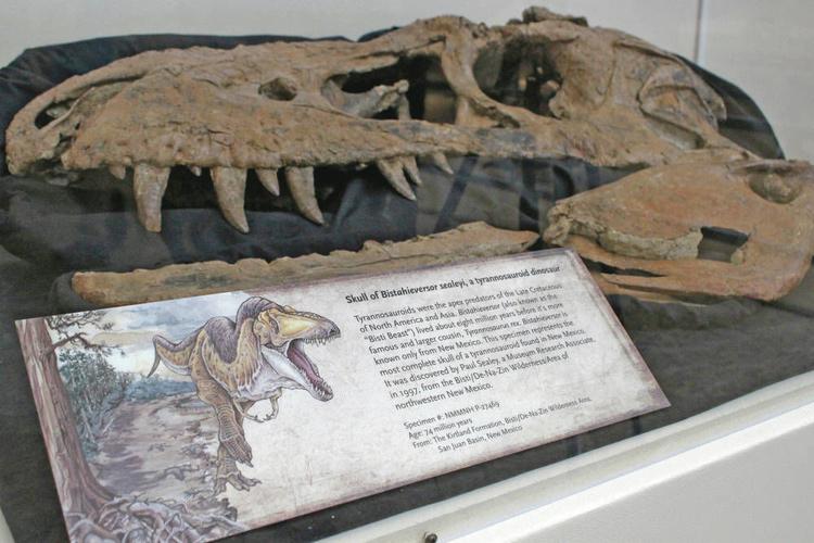 A Newfound Tiny-Armed, Large-Headed Dino Reminds Us of T. Rex