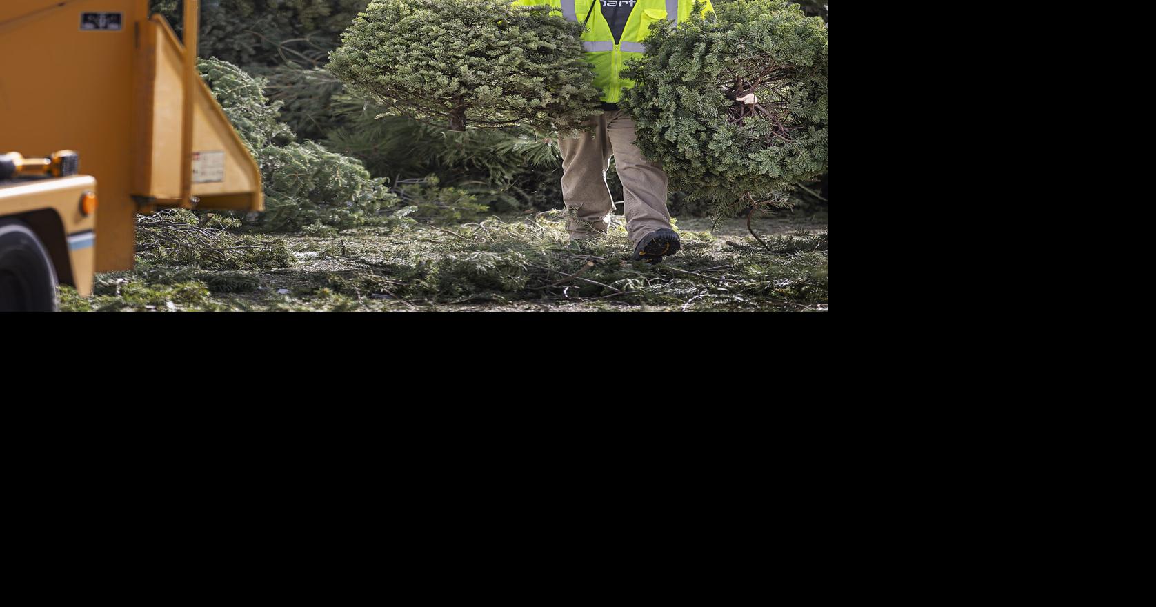 City of Santa Fe offering free Christmas tree recycling | Local News ...