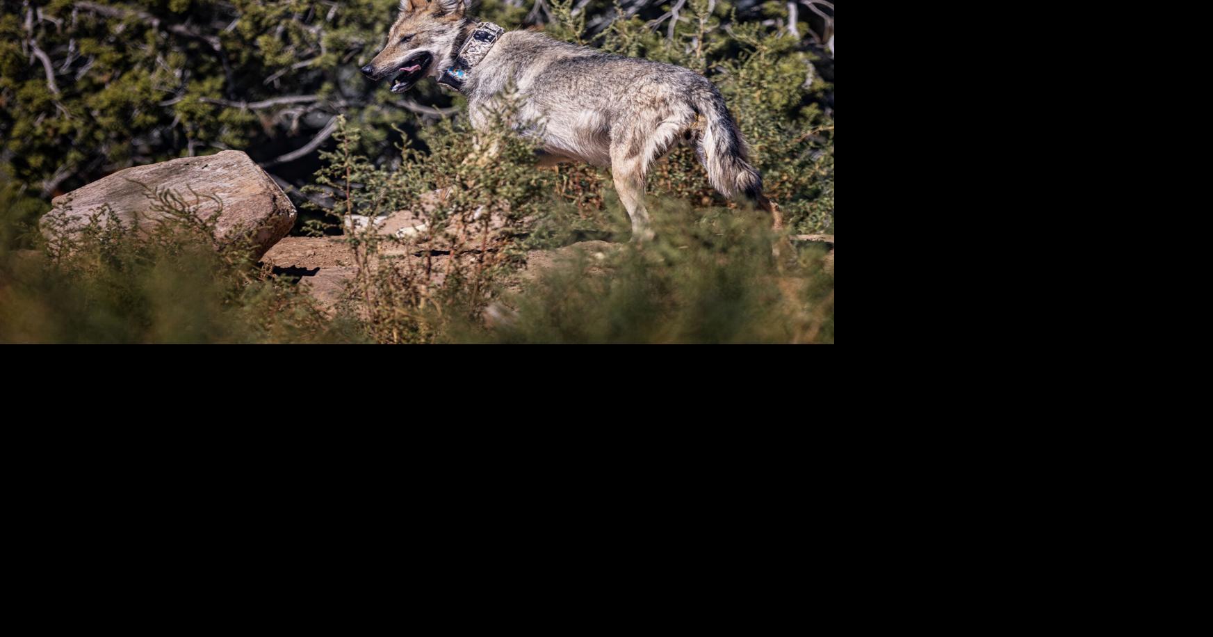 Mexican gray wolf Asha's release was delayed due to county pushback, records show