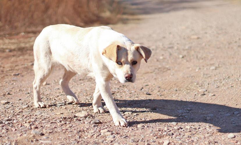 Sex with my dog videos in Madrid