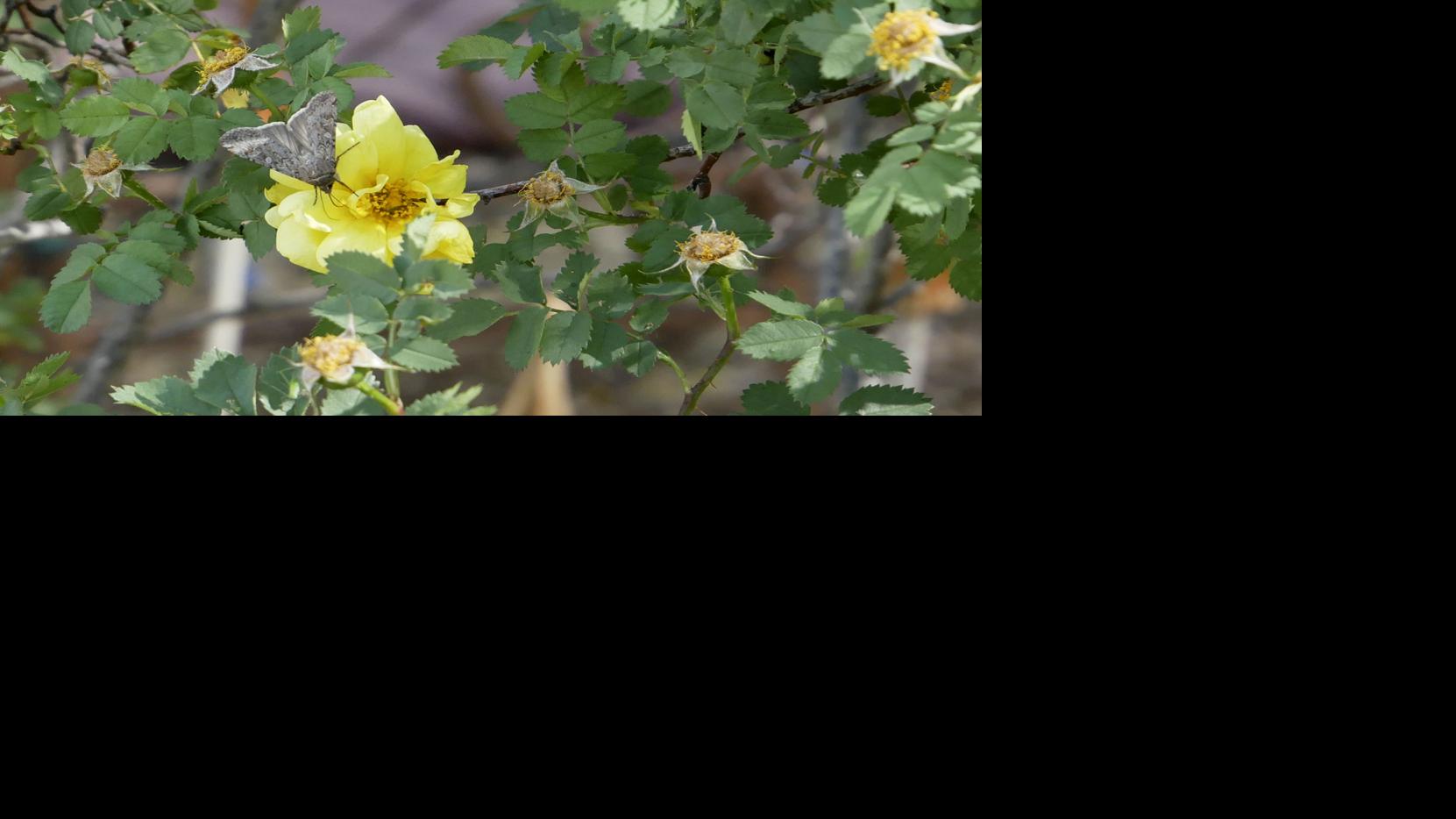 Influx Of Moths Bugging Santa Fe Area Local News