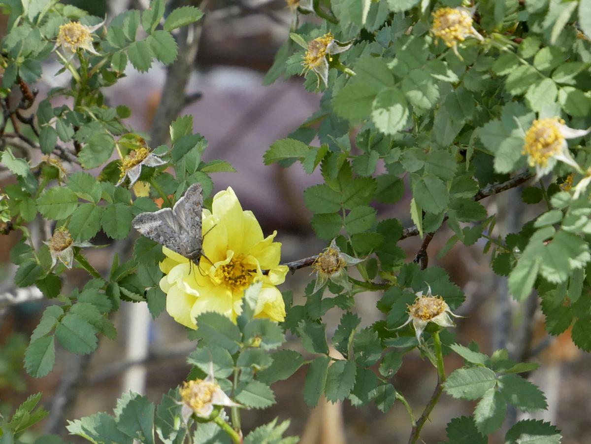 Influx Of Moths Bugging Santa Fe Area Local News Santafenewmexican Com