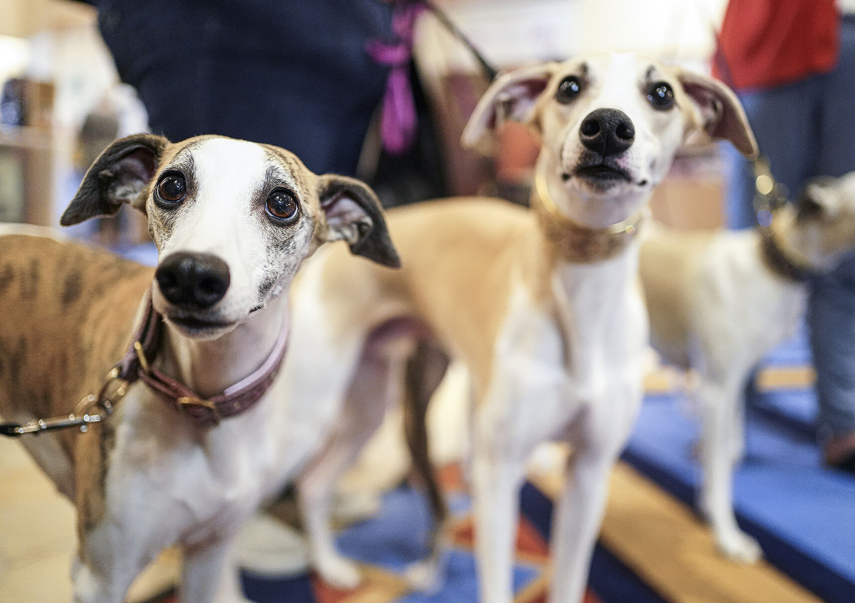 Kennel club best sale whippet breeders