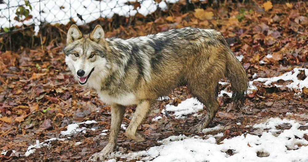 Feds: Wild population of Mexican gray wolves growing | Local News |  