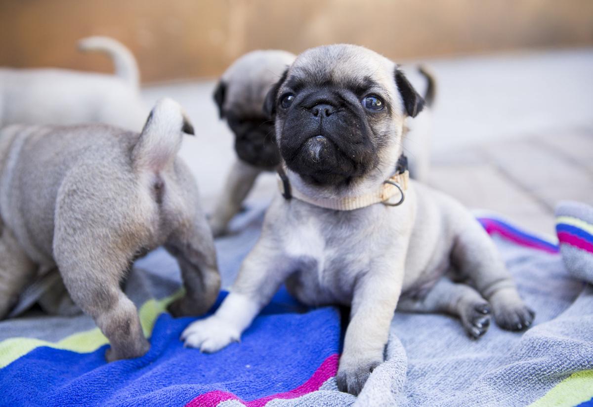 43 HQ Pictures Free Pug Puppies In Ohio : G5w0yu4yoa9zym