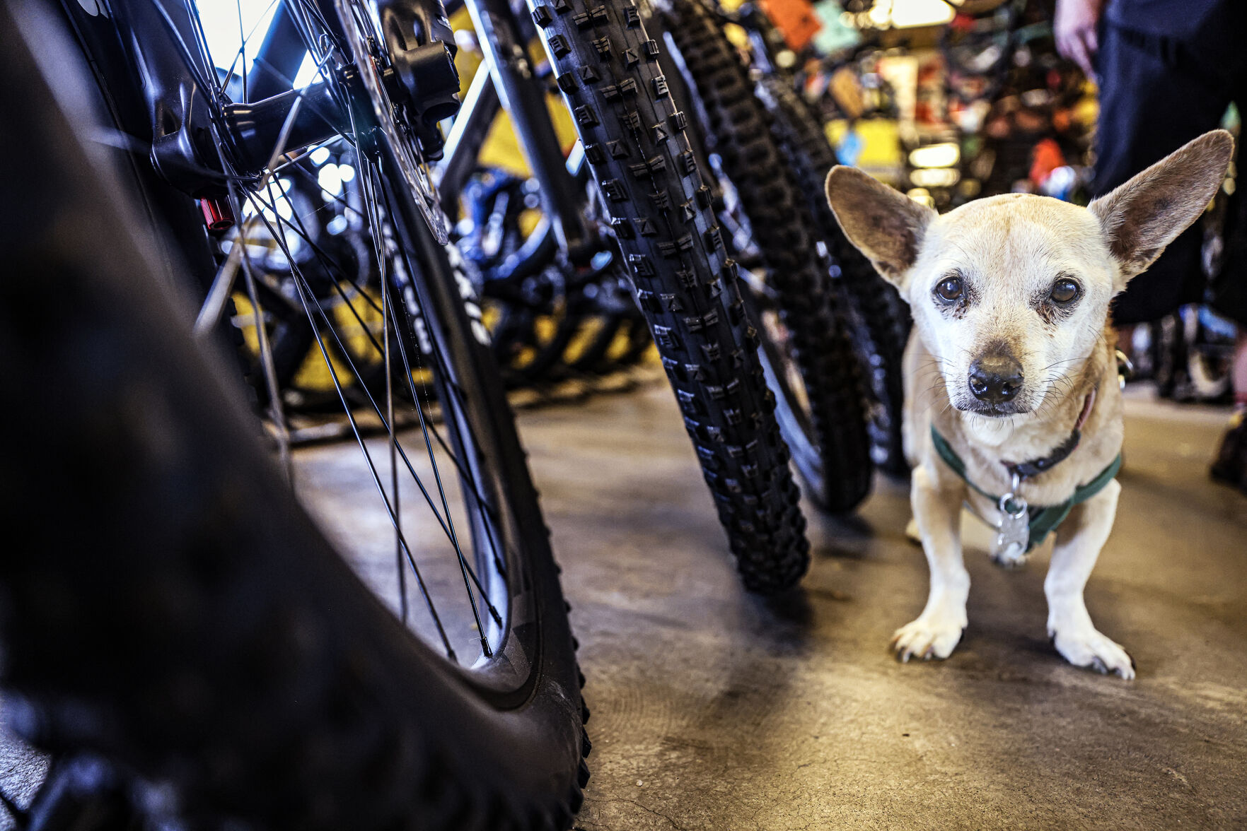 Rob and Charlie s bike shop passes on to new owner Business