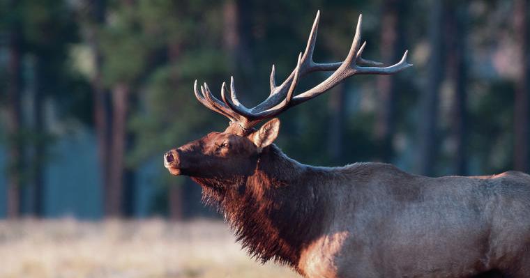 New Mexico hunters slam another annual Wildlife Department draw
