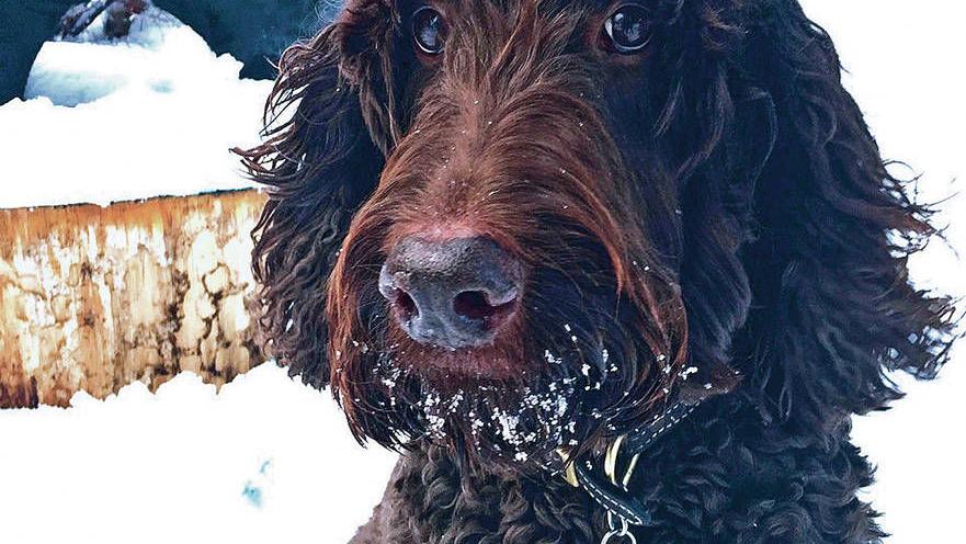 pit bull attacks woman and her