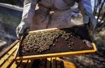 030321_Bees002-rgb.jpg