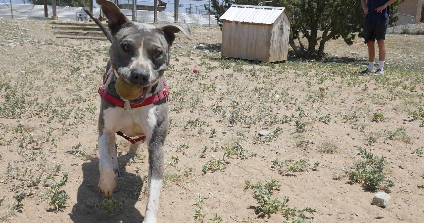 More resign from animal shelter board; some criticize alleged lack of input - Vimarsana News