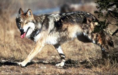 Feds release long-awaited recovery plan for Mexican wolves