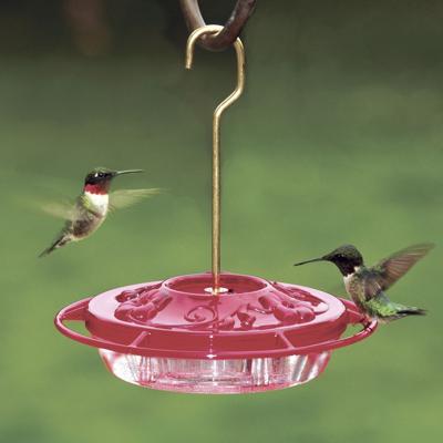 Some Hummingbirds Take Break From Feeders In June Outdoors