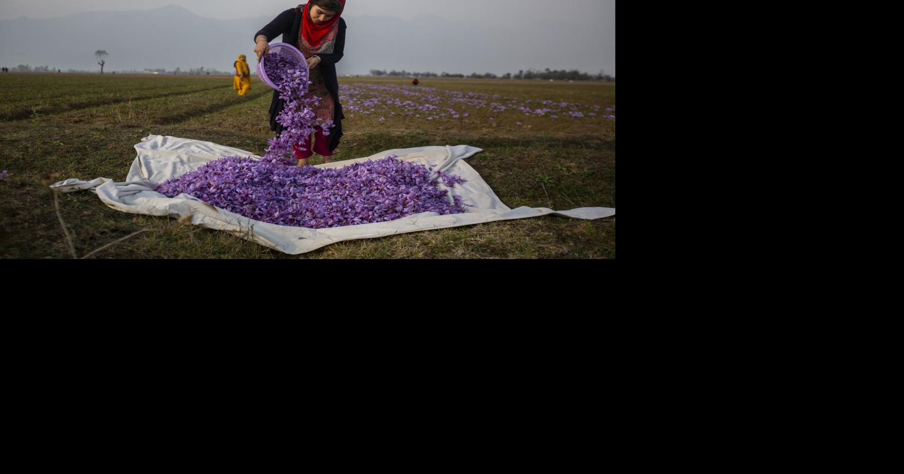 Could New Mexico farmers rake in profits growing the world's most ...