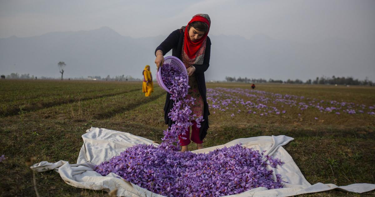 Could New Mexico farmers rake in profits growing the world's most ...