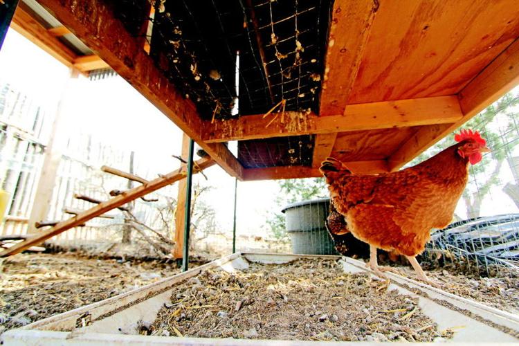 Eldorado homeowner association board member censured Local News