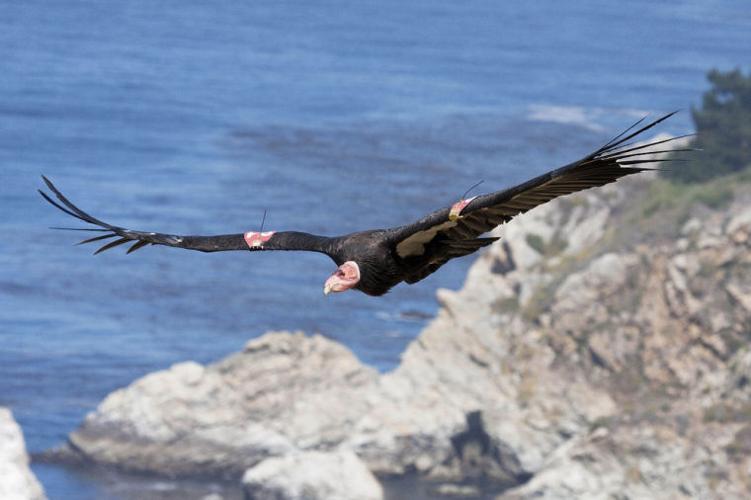 Spanish vultures released in Cyprus to replenish population