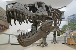 N.M. scientists use neutron beams, X-rays to peer into T. rex relative