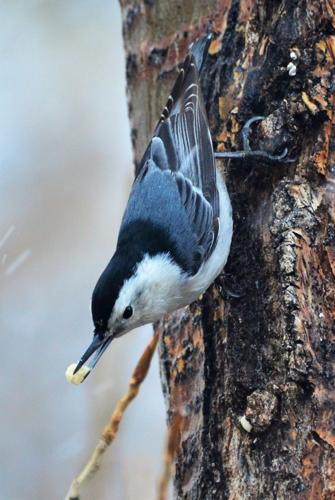 White-breasted Nuthatch (12) (1).JPG