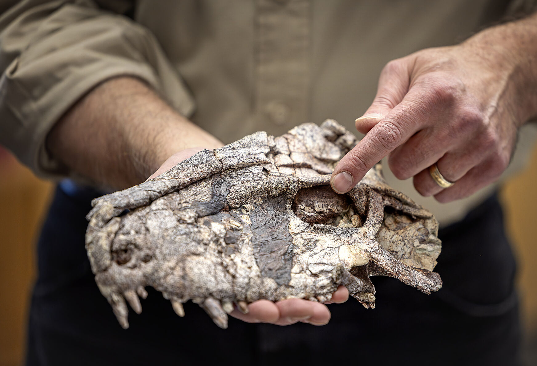 Exhibit at Natural History Museum will track 250 million years of