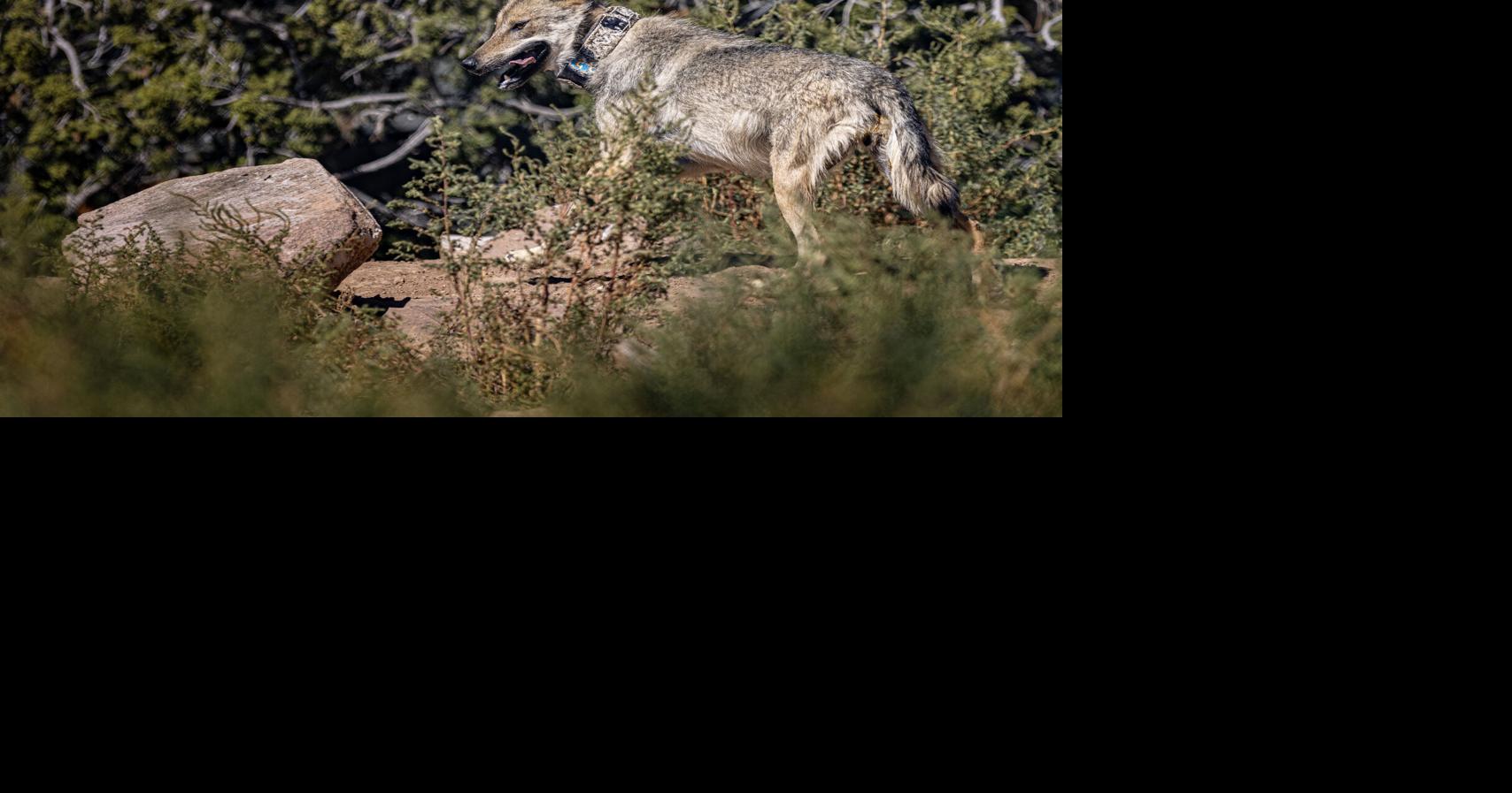 State game commissioner removed after role in wolf media campaign discovered